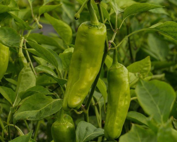 friggitelli zuccarella peperoni basilicata