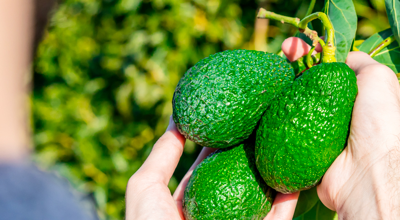avocado tenute zuccarella basilicata frutta esotica