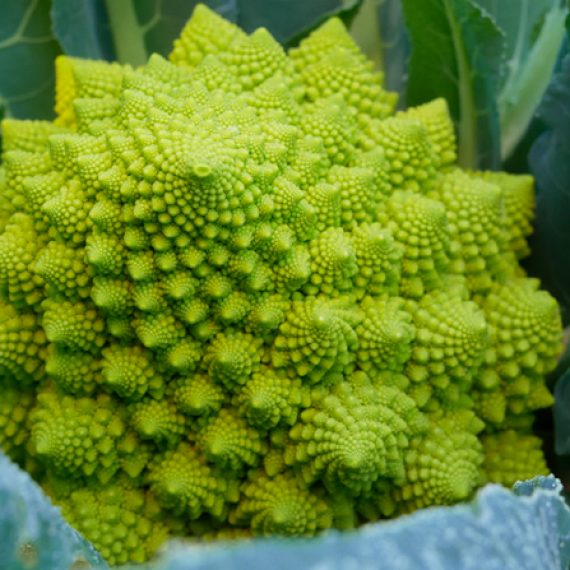 cavoletto romanesco tenute zuccarella cavoletto romanesco tenute zuccarella