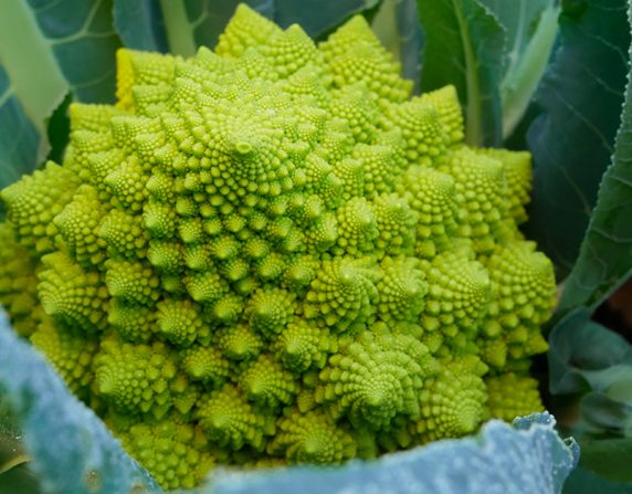 cavoletto romanesco tenute zuccarella