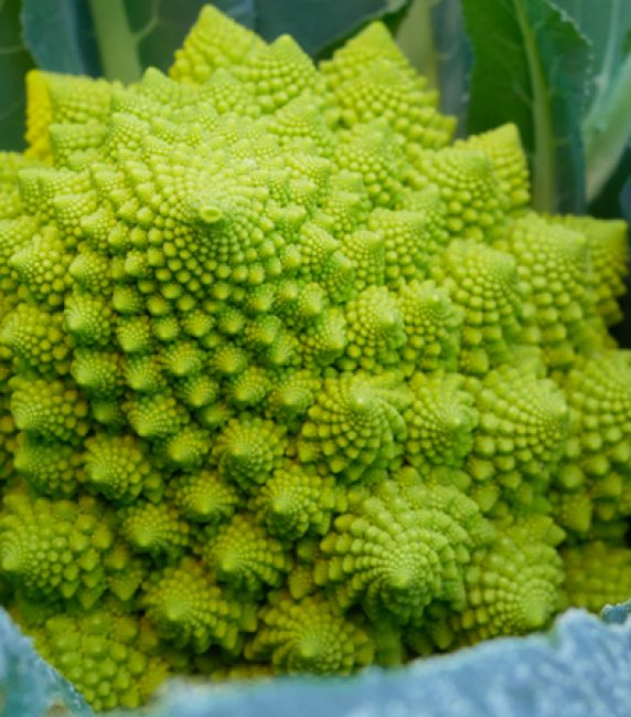 cavoletto romanesco tenute zuccarella