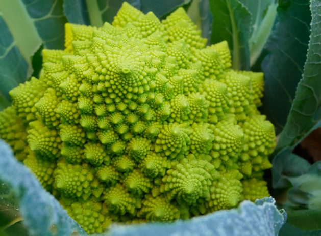cavoletto romanesco tenute zuccarella