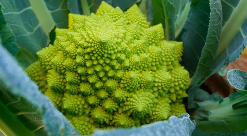 cavoletto romanesco tenute zuccarella cavoletto romanesco tenute zuccarella