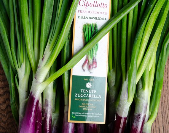 cipollotto tenute zuccarella