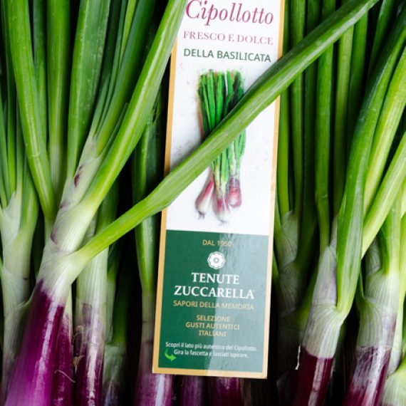 cipollotto tenute zuccarella cipollotto tenute zuccarella