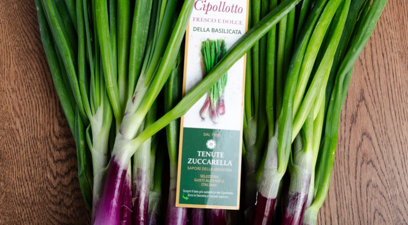 cipollotto tenute zuccarella cipollotto tenute zuccarella