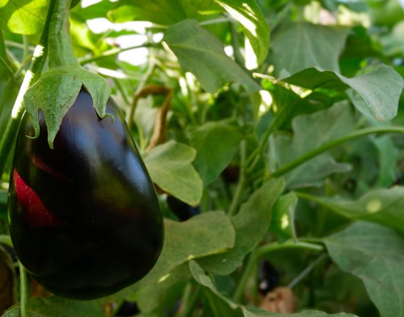 melanzane tenute zuccarella