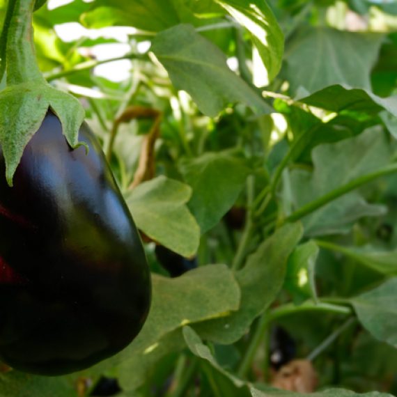 melanzane tenute zuccarella melanzane tenute zuccarella