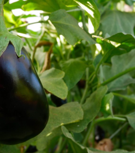 melanzane tenute zuccarella