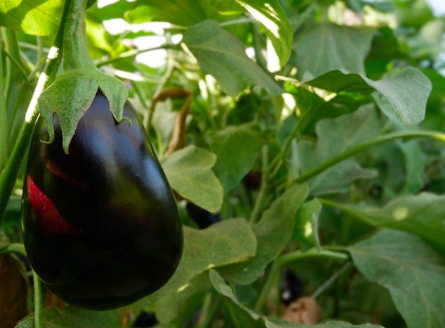 melanzane tenute zuccarella