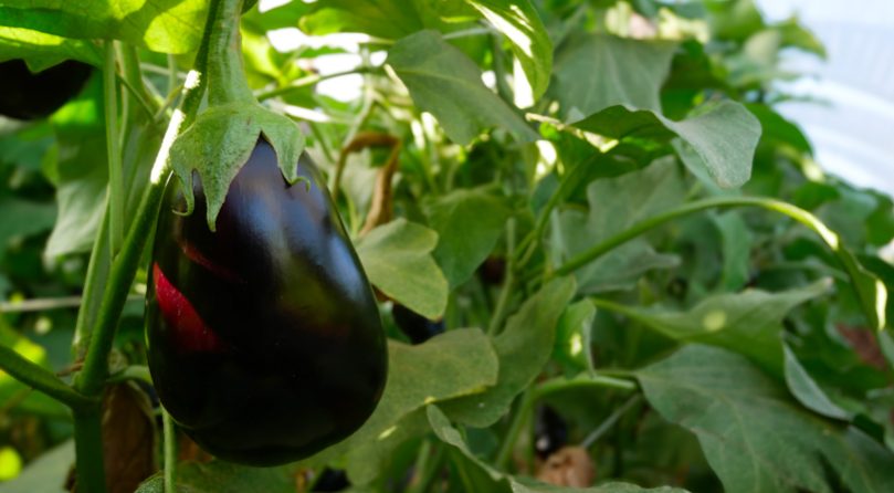 melanzane tenute zuccarella melanzane tenute zuccarella