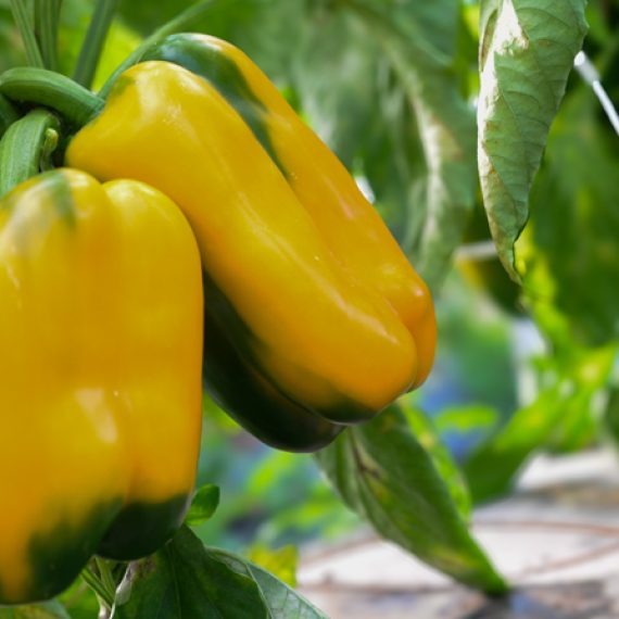 peperoni quadrati tenute zuccarella peperoni quadrati tenute zuccarella