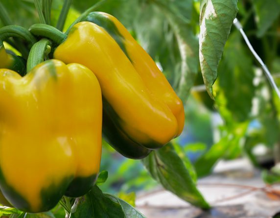 peperoni quadrati tenute zuccarella