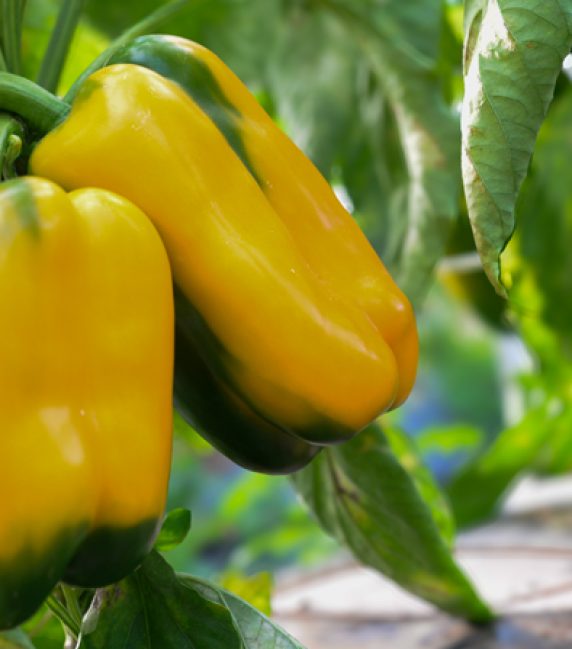 peperoni quadrati tenute zuccarella