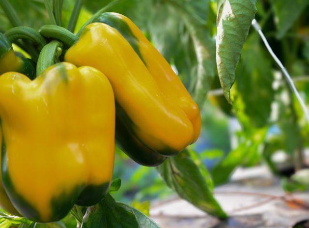 peperoni quadrati tenute zuccarella