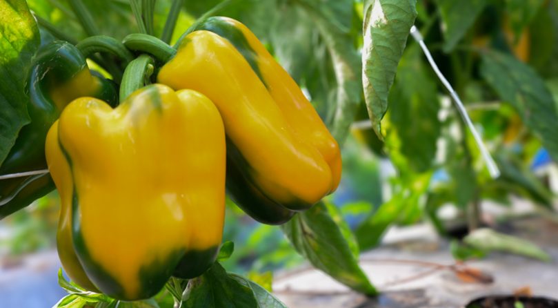 peperoni quadrati tenute zuccarella peperoni quadrati tenute zuccarella