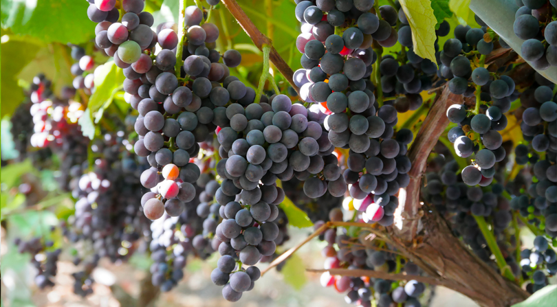 uva fragola op tenute zuccarella