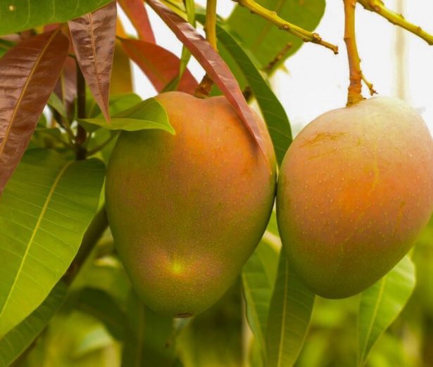 Mango_Zuccarella2