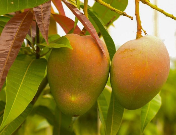 Mango_Zuccarella2